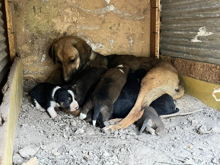 How to help the 15 puppies rescued from the Grahamstown/Makhanda rubbish dump